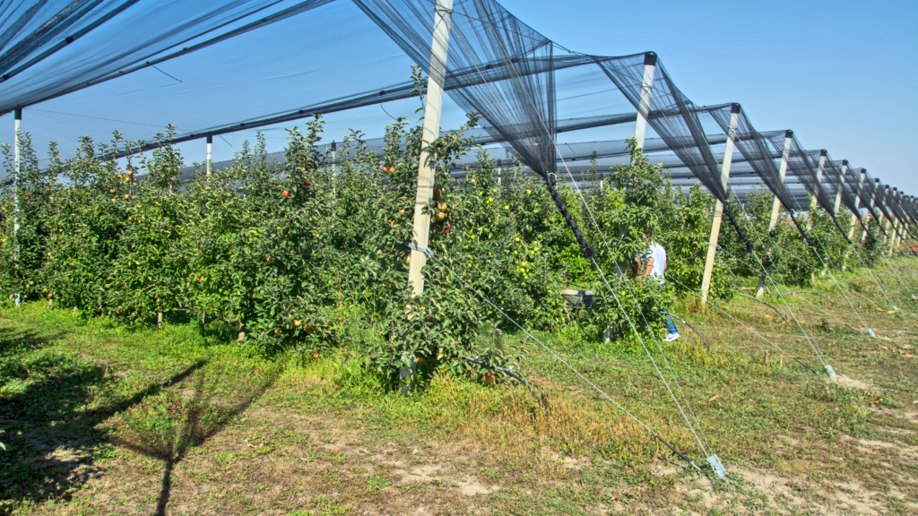 sombrite para proteger a plantação